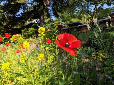 Rote Mohnblume in einem blühenden Garten