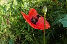Hummel auf roter Mohnblume